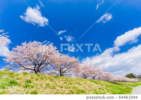 Blue sky and Ichimoku Senbonzakura Shibata Town, Miyagi Prefecture 64461094