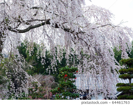 大津櫻，坂本八重院 64461763