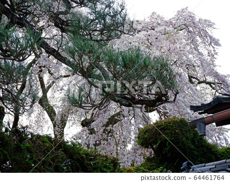 大津櫻，坂本八重院 64461764