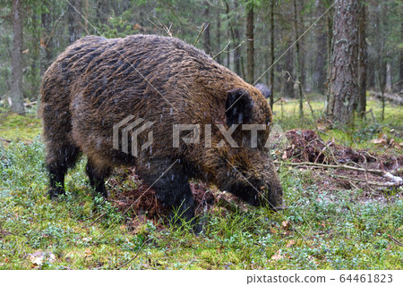 Wild boar 64461823
