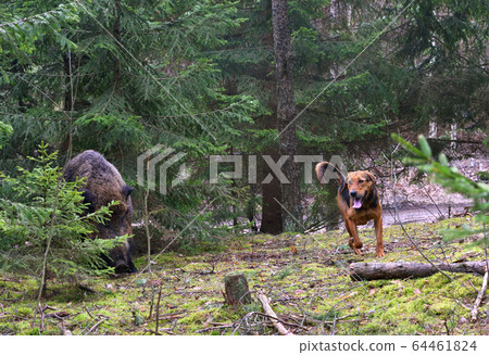 Hunting with dog Hunting with dog 64461824