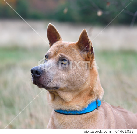 Portrait of Thai Ridgeback Portrait of Thai Ridgeback 64461832