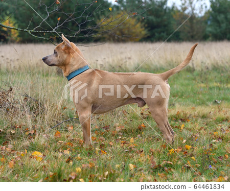 The Thai Ridgeback The Thai Ridgeback 64461834