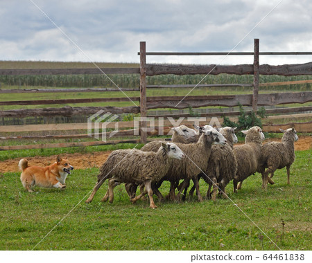 Welsh Corgi sheepherding group of sheep 64461838