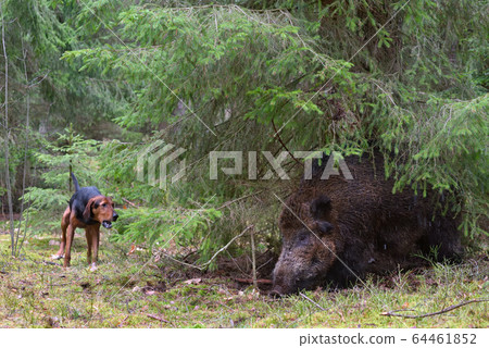 Hunting on wildboar 64461852