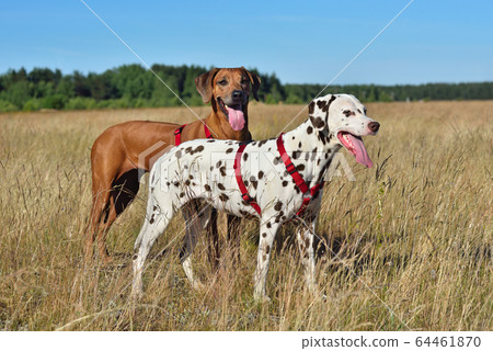 Dalmatian and Ridgeback on a field Dalmatian and Ridgeback on a field 64461870