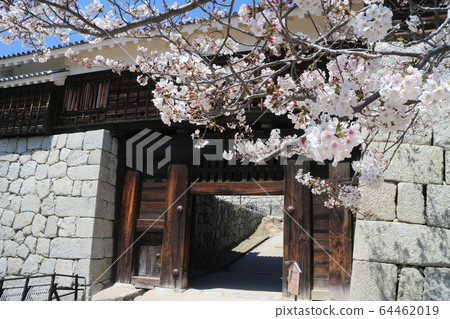 Matsuyama Castle in full bloom in spring 64462019