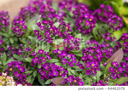 Purple sweet alyssum 64462076