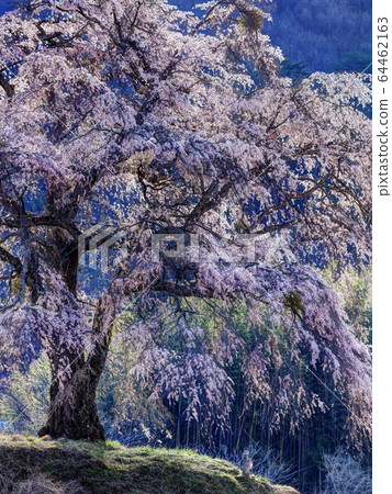 Shita-zakura from the top place 64462163