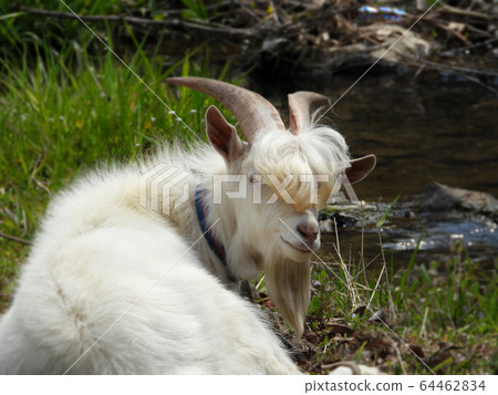 White goat White goat 64462834
