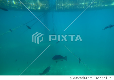 在海中 在海中 64463106