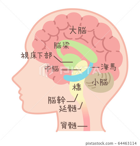 腦圖(醫療,說明圖,大腦如何工作,包括文字) 腦圖(醫療,說明圖,大腦如何工作,包括文字) 64463114