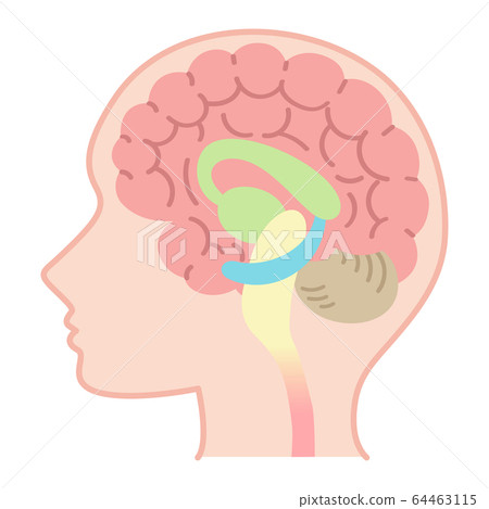 腦圖(醫療,說明圖,腦結構,無文字) 腦圖(醫療,說明圖,腦結構,無文字) 64463115