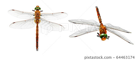Stylized photo dragonfly from two angles  64463174
