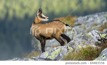 Alert tatra chamois standing on rocky horizon in mountains and looking behind 64463556