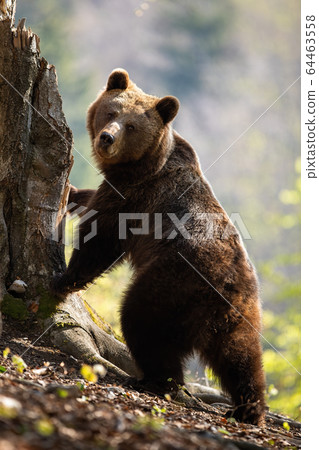 Cute female adult brown bear standing in upright position on rear legs by tree. Cute female adult brown bear standing in upright position on rear legs by tree. 64463558