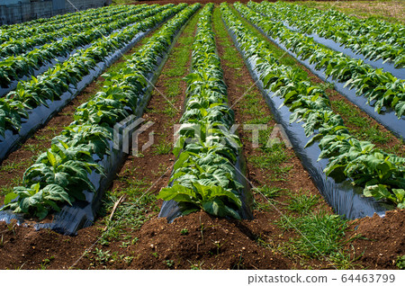 Tobacco field Tobacco field 64463799