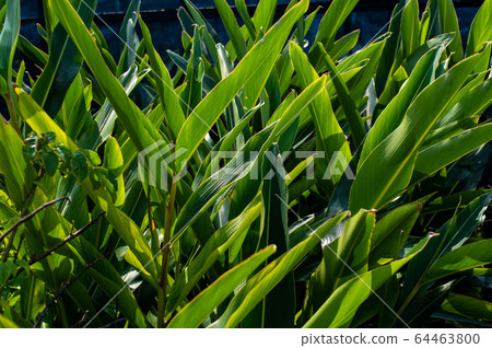 Moon peach leaves Moon peach leaves 64463800