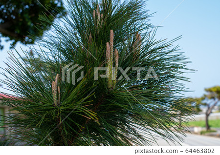 Ryukyu pine 64463802