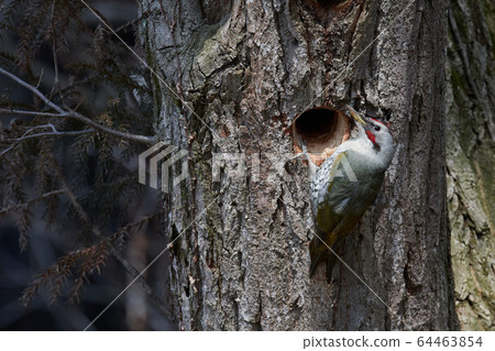 Aoger's nest 64463854