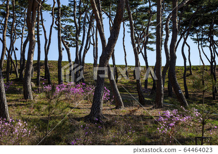 Haemi-eupseong Pine Forest Haemi-eupseong Pine Forest 64464023