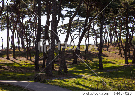 Haemi-eupseong Pine Forest 64464026