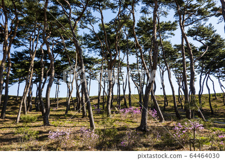 Haemi-eupseong Pine Forest Haemi-eupseong Pine Forest 64464030