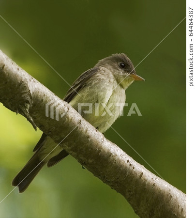Eastern Wood Pewee, Contopus virens, perched on Eastern Wood Pewee, Contopus virens, perched on 64464387