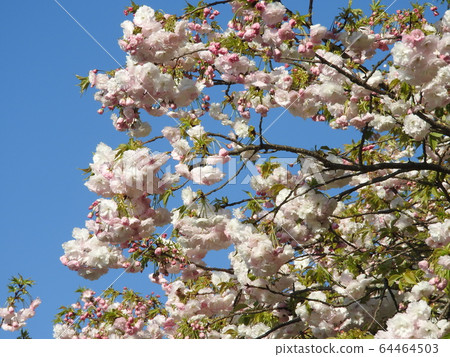 櫻花在花色中變化 64464503