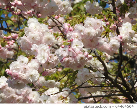 櫻花在花色中變化 64464504
