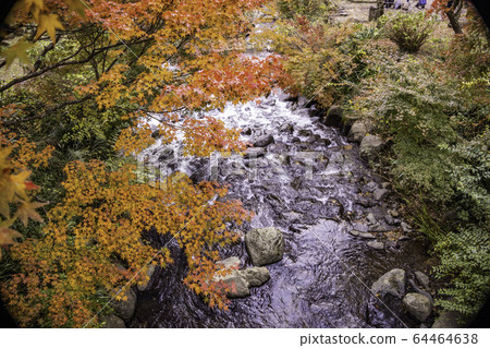 (Shizuoka Prefecture) Autumn leaves of Atami Plum Garden Momiji Festival (Shizuoka Prefecture) Autumn leaves of Atami Plum Garden Momiji Festival 64464638