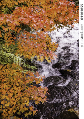 （靜岡縣）熱海梅園紅葉祭秋葉 64464655