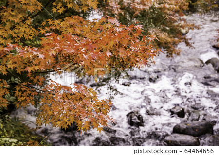 (Shizuoka Prefecture) Autumn leaves of Atami Plum Garden Momiji Festival 64464656