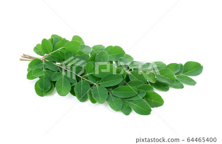 Moringa leaves on white background. full depth of field Moringa leaves on white background. full depth of field 64465400