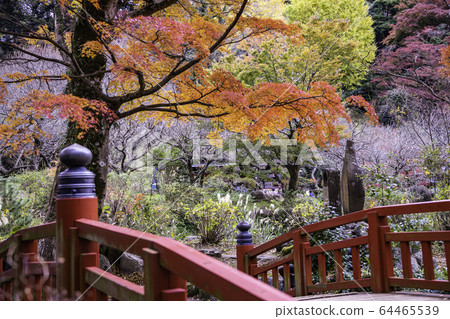 （靜岡縣）熱海梅園紅葉祭秋葉 64465539