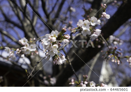 鳥取縣東北郡北榮町北榮町櫻花盛開的米花購物街 鳥取縣東北郡北榮町北榮町櫻花盛開的米花購物街 64465601