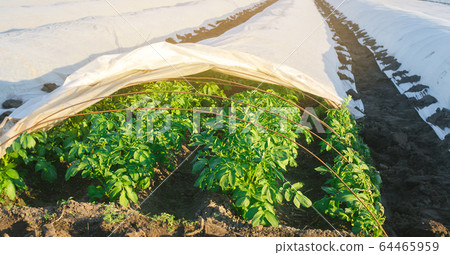 Growing young potatoes under agrofibre in small greenhouses. Spunbond to protect against frost and keep humidity of vegetables. Farming and agriculture. Countryside. Selective focus Growing young potatoes under agrofibre in small greenhouses. Spunbond to protect against frost and keep humidity of vegetables. Farming and agriculture. Countryside. Selective focus 64465959