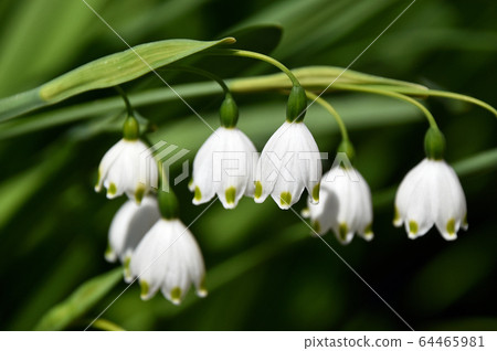 Snowflake (Suzuran Narcissus) 64465981