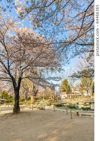 Japanese spring landscape of Takasaki Park and cherry blossoms 64466365