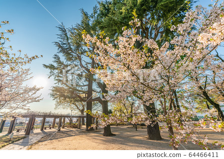 Japanese spring landscape of Takasaki Park and cherry blossoms 64466411