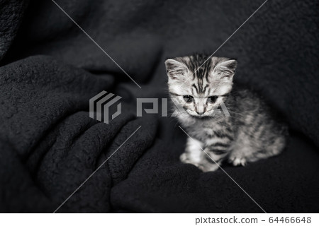 cute domestic striped Scottish straight kitten sitting on a grey background cute domestic striped Scottish straight kitten sitting on a grey background 64466648