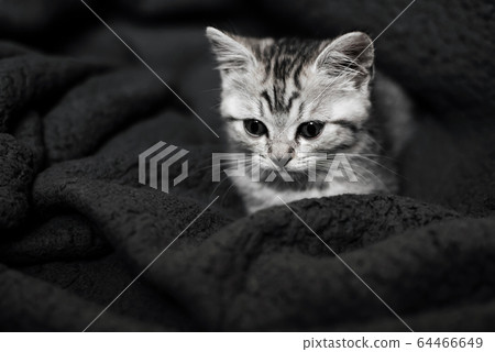 cute striped Scottish straight kitten lies on a background cute striped Scottish straight kitten lies on a background 64466649