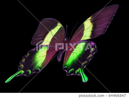 Green emperor butterfly isolated on a black background 64466847