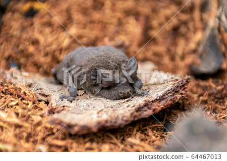 在坦桑尼亞的恩戈羅恩戈羅發現蝙蝠寶寶5 64467013