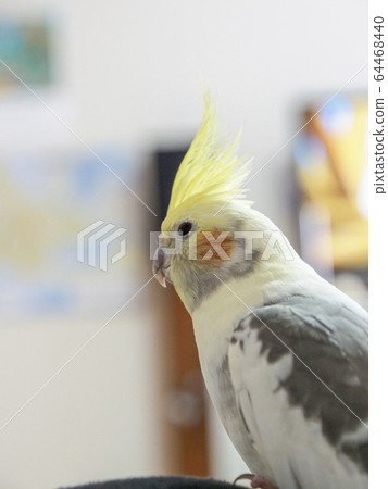 小形鸚鵡的上半身(排) 小形鸚鵡的上半身(排) 64468440