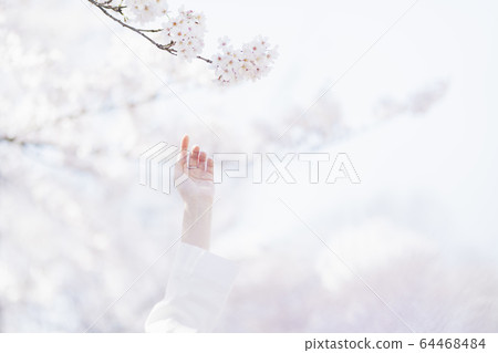 A woman with cherry blossoms in full bloom and oriental beauty A woman with cherry blossoms in full bloom and oriental beauty 64468484