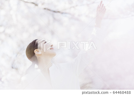 A woman with cherry blossoms in full bloom and oriental beauty 64468488