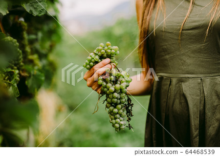 woman holding grape in wineyard woman holding grape in wineyard 64468539