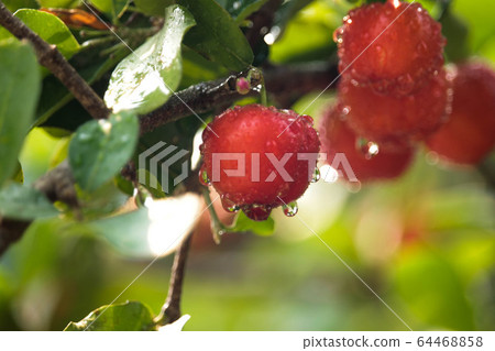 Acerola cherry on the tree with water drop, High 64468858