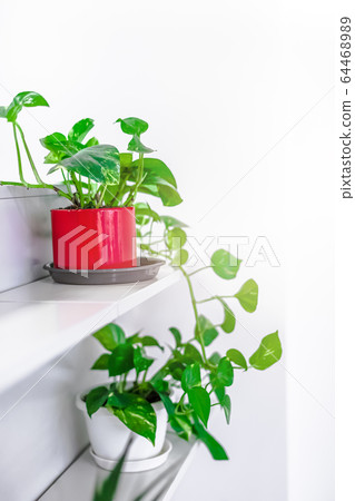 Green plants home decoration on white background Green plants home decoration on white background 64468989